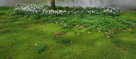 day, England, eye level view, flower, grass, greenery, London, park, spring, The United Kingdom