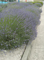 bush, Croatia, day, diffuse, diffused light, eye level view, lavander, natural light, shrub, Sibensko-Kninska, summer, Vodice