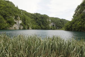 Croatia, day, diffuse, diffused light, eye level view, Karlovacka, lake, natural light, reed, summer, woodland