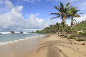 Barbados, beach, coconut palm, Cocos nucifera, day, eye level view, palm, seascape, spring, sunny