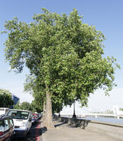 broad-leaf tree, broad-leaved tree, day, direct sunlight, England, eye level view, London, street, summer, sunny, The United Kingdom, tree