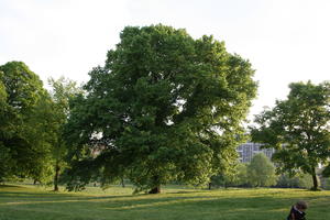 broad-leaf tree, broad-leaved tree, day, deciduous, England, eye level view, grass, London, park, spring, sunny, The United Kingdom, tree