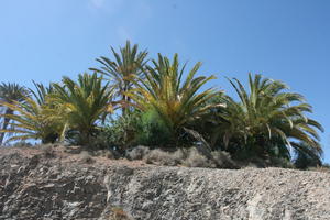 below, day, palm, Phoenix canariensis, summer, sunny