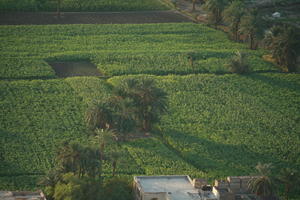 aerial view, dusk, East Timor, Egypt, Egypt, palm, tree, vegetation