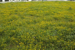 ambient light, Croatia, day, eye level view, field, flower field, garden, grass, long grass, spring, Zadar, Zadarska