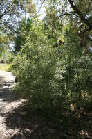 bamboo, day, eye level view, Florida, Miami, natural light, park, sunny, The United States, tree, tropical, vegetation, winter