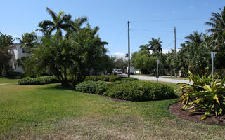 bush, Chamaerops humilis, day, dwarf fan palm, European fan palm, evergreen, eye level view, Florida, garden, Mediterranean dwarf palm, Miami, palm, shrub, summer, sunny, The United States