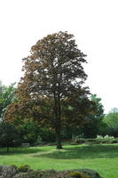 day, England, eye level view, natural light, park, The United Kingdom, tree, Woking