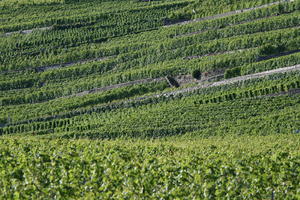 day, elevated, field, Lausanne, natural light, summer, sunny, Switzerland, Vaud, vegetation, vineyard