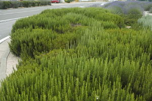 bush, Croatia, day, diffuse, diffused light, eye level view, natural light, shrub, Sibensko-Kninska, summer, Vodice