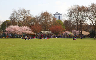 blooming, blossom, day, deciduous, England, eye level view, grass, group, London, park, people, picnicking, sitting, spring, sunny, The United Kingdom, tree