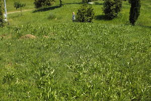 day, elevated, grass, grassland, Italia , plant, spring, sunny, Toscana