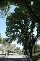 broad-leaf tree, broad-leaved tree, day, eye level view, park, Porto, Porto, Portugal, shady, spring, street, sunny