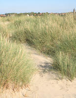 beach, Belgium, day, dunes, eye level view, grass, summer, sunny