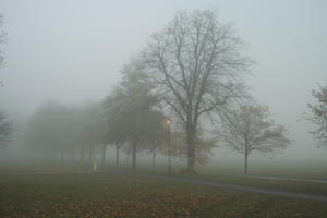 deciduous, England, eye level view, fog, grass, London, natural light, overcast, park, The United Kingdom, tree, winter