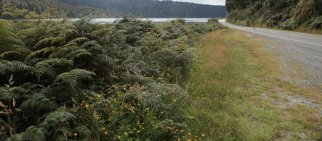 day, diffuse, diffused light, eye level view, fern, grass, greenery, natural light, New Zealand, road, summer, West Coast