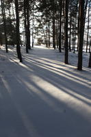 afternoon, backlight, bright, coniferous, day, eye level view, Poland, shady, snow, sunny, tree, Wielkopolskie, winter, woodland