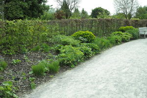 bush, day, England, eye level view, garden, natural light, park, plant, The United Kingdom, Woking