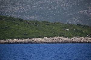 coastline, Croatia, day, eye level view, seascape, vegetation