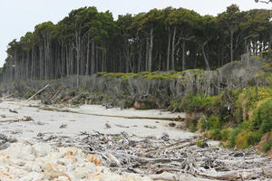 beach, day, diffuse, diffused light, eye level view, forest, natural light, New Zealand, overcast, summer, tropical, vegetation, West Coast