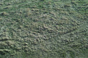 above, day, direct sunlight, grass, grass, Poland, Poznan, spring, sunny, Wielkopolskie