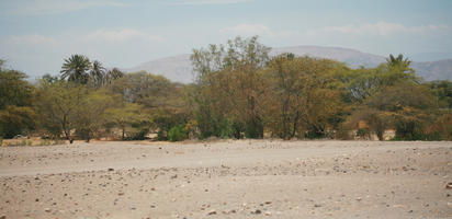 bush, day, desert, evergreen, eye level view, Peru, shrub, summer, sunny