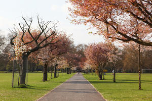 alley, blooming, blossom, day, deciduous, England, eye level view, London, park, spring, sunny, The United Kingdom, tree