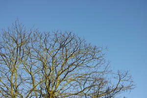 below, branch, day, England, London, sunny, The United Kingdom, tree