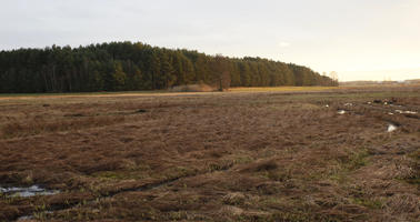 afternoon, day, diffuse, diffused light, eye level view, field, Kopanica, Poland, treeline, Wielkopolskie, winter