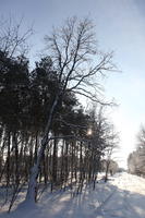 afternoon, bright, coniferous, day, deciduous, eye level view, Poland, shady, snow, sunny, tree, Wielkopolskie, winter, woodland