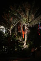 artificial lighting, eye level view, Florida, garden, Miami, night, palm, The United States, tropical, vegetation, winter