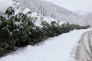 ambient light, bush, day, diffuse, diffused light, eye level view, Italia , morning, natural light, overcast, plant, road, snow, Veneto, winter