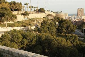 Alicante, dusk, elevated, Spain, tree, Valenciana, vegetation