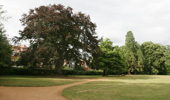 Abingdon, day, England, eye level view, garden, grass, natural light, park, summer, sunny, The United Kingdom, tree