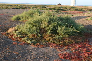 afternoon, Canarias, close-up, day, eye level view, golden hour, heath, Las Palmas, shrub, Spain, spring, sunny