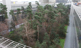 above, city, coniferous, day, France, Ile-De-France, natural light, Paris, park, tree, urban, winter