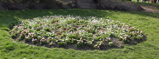 day, England, eye level view, flower, flower field, garden, London, park, spring, sunny, The United Kingdom