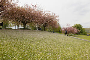 blooming, blossom, cloudy, day, eye level view, grass, hill, lawn, noon, overcast, park, Scotland, spring, The United Kingdom, treeline, uphill