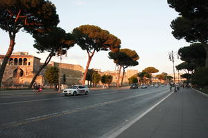 coniferous, day, dusk, eye level view, Italia , Lazio, parasol pine, pavement, pine, Rome, street, summer, sunny, tree