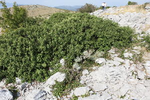 autumn, bush, Croatia, day, eye level view, mountain, shrub, sunny