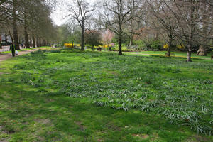 blossom, day, England, eye level view, grass, greenery, London, park, spring, sunny, The United Kingdom, tree