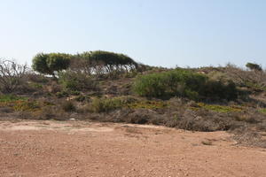 autumn, bush, day, desert, direct sunlight, Essaouira, eye level view, Morocco, natural light, sunlight, sunny, sunshine, tree, vegetation