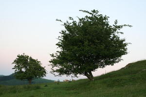 dusk, eye level view, fruit, natural light, summer, The United Kingdom, tree, Wales