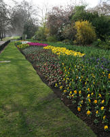 bush, day, England, eye level view, flower, flower field, grass, London, park, shrub, spring, sunny, The United Kingdom