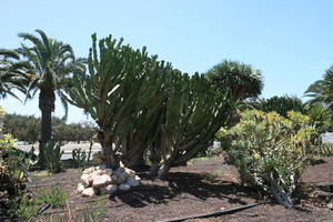 cactus, Canarias, Cardon Canario, day, direct sunlight, Euphorbia canariensis, eye level view, garden, Las Palmas, Spain, spring, succulent plant, sunny