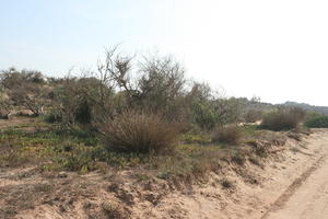 autumn, bush, day, desert, direct sunlight, Essaouira, eye level view, Morocco, natural light, sunlight, sunny, sunshine, vegetation