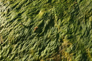 above, day, Florida, Sarasota, seaweed, sunny, sunshine, The United States, winter