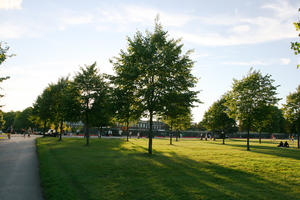 afternoon, broad-leaf tree, broad-leaved tree, day, England, eye level view, grass, London, park, summer, sunny, The United Kingdom