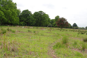 day, deer, diffuse, diffused light, England, eye level view, grass, London, natural light, park, spring, The United Kingdom, treeline