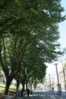 broad-leaf tree, broad-leaved tree, day, eye level view, park, Porto, Porto, Portugal, spring, street, sunny